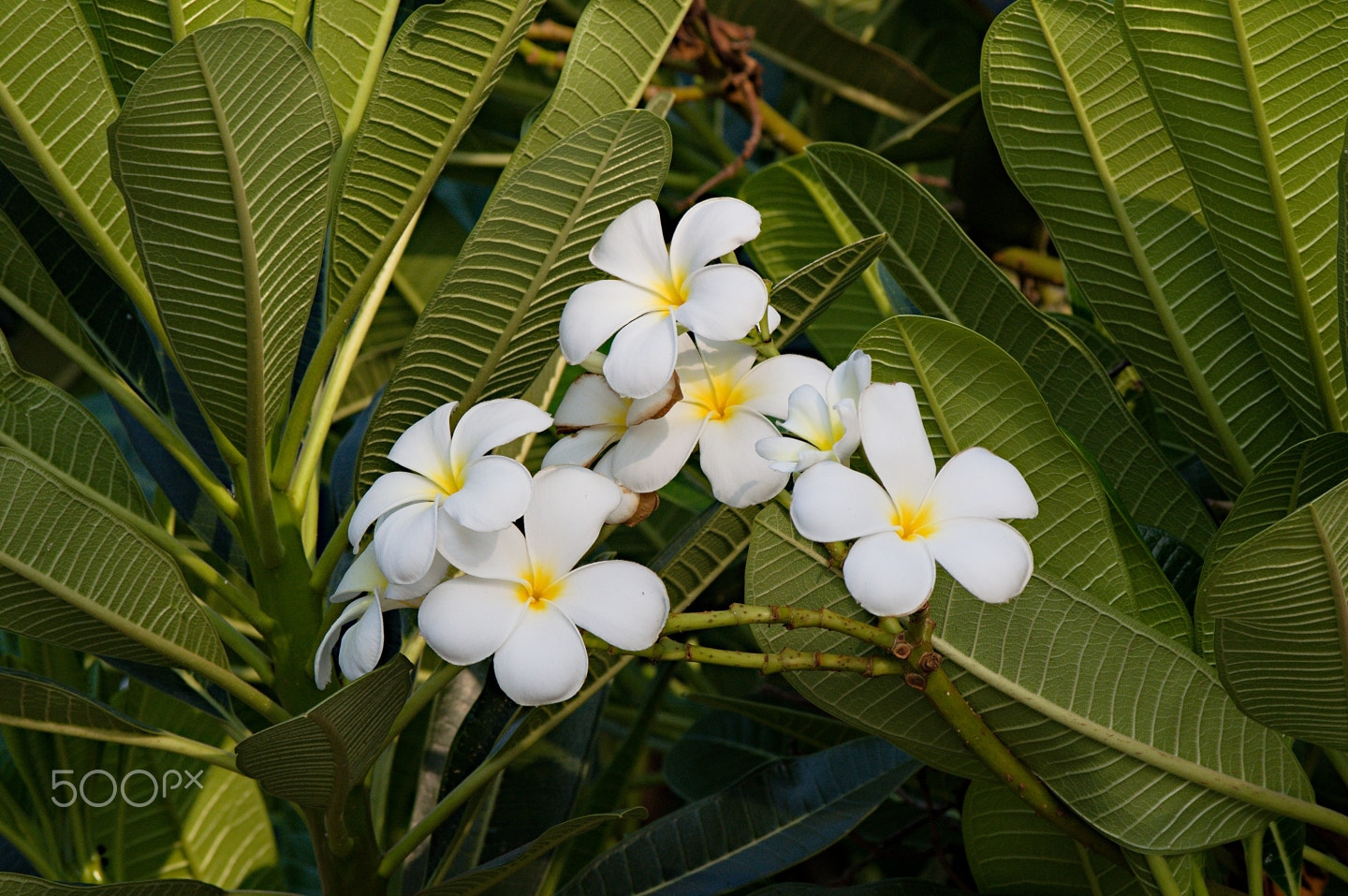 55.00 - 200.00 mm f/4.0 - 5.6 sample photo. Plumeria photography