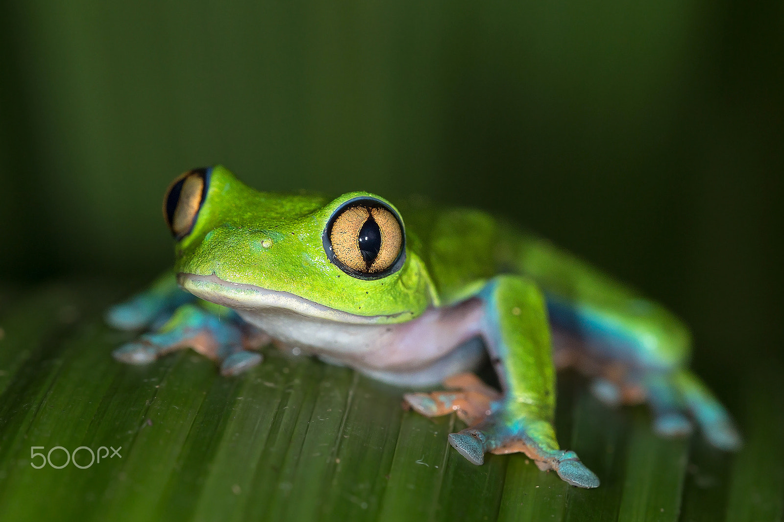 Canon EF 180mm F3.5L Macro USM sample photo. Golden eyed leaf frog photography