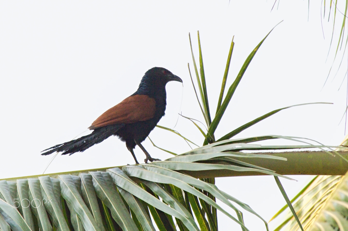 55.00 - 200.00 mm f/4.0 - 5.6 sample photo. Greater coucal photography