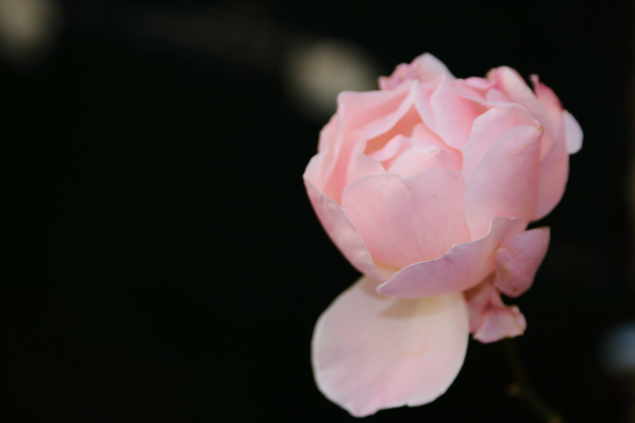 Canon EF 28-90mm f/4-5.6 sample photo. Delicacy - la delicatezza fatta fiore photography