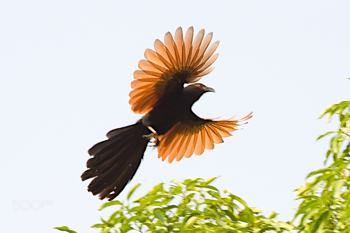 55.00 - 200.00 mm f/4.0 - 5.6 sample photo. Greater coucal photography