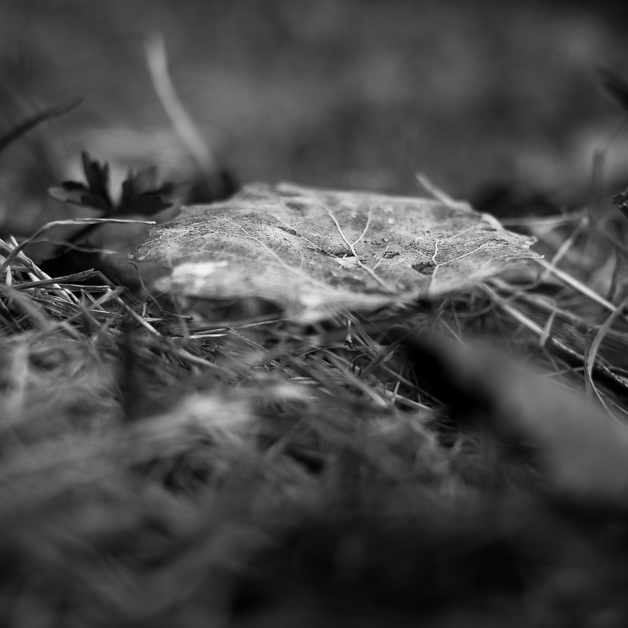Panasonic Lumix DMC-GM1 + LUMIX G 20/F1.7 II sample photo. Leaf photography