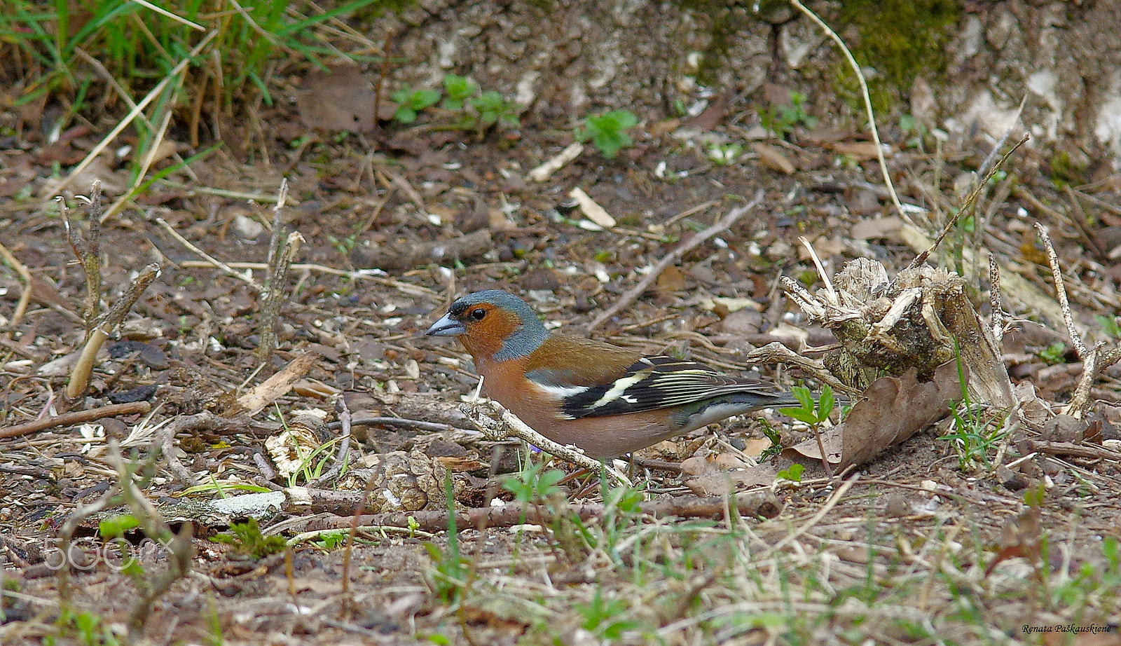 Pentax K-3 sample photo. Bird photography