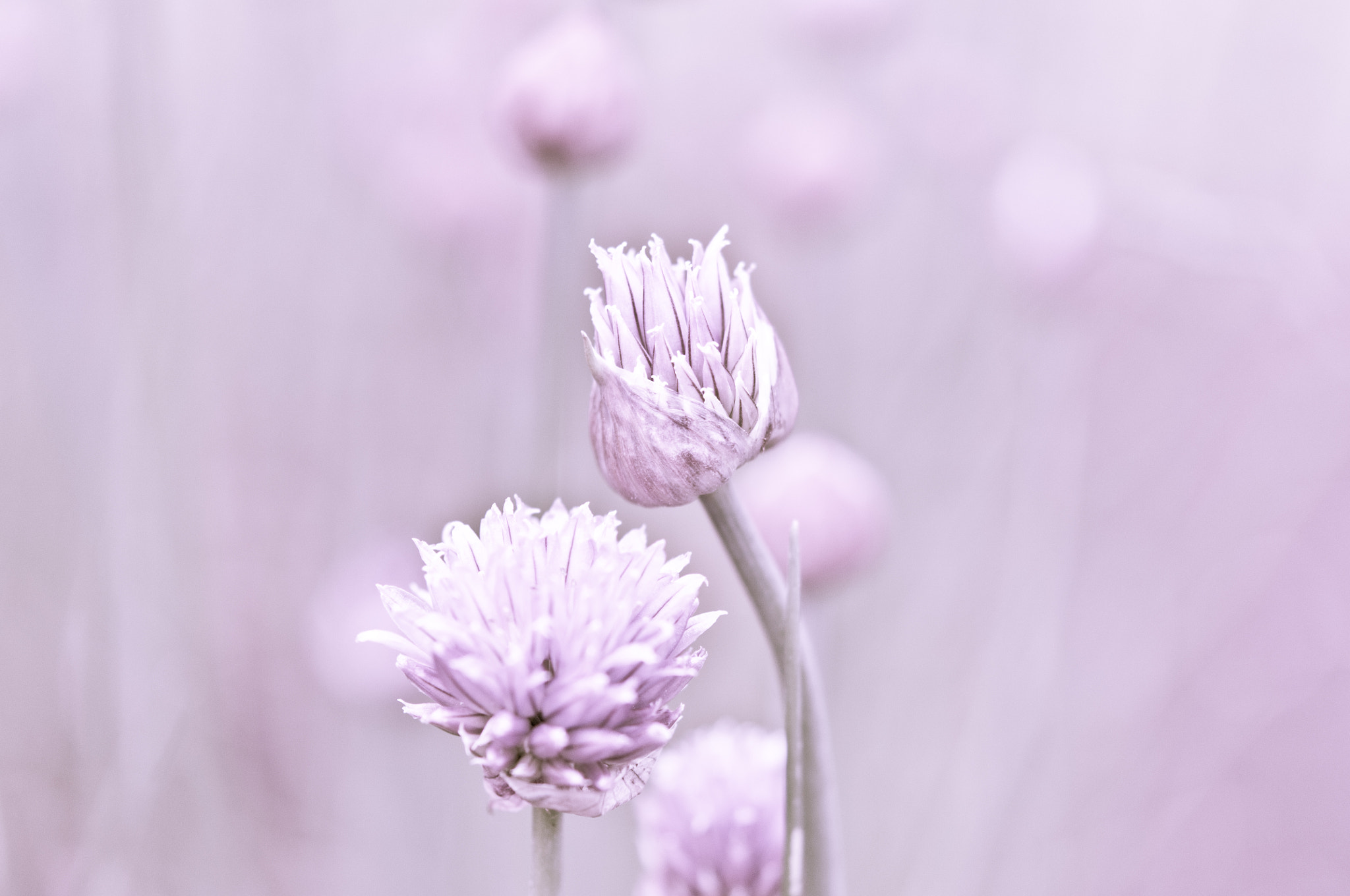 Nikon AF-S Micro-Nikkor 60mm F2.8G ED sample photo. Garlic flowers photography