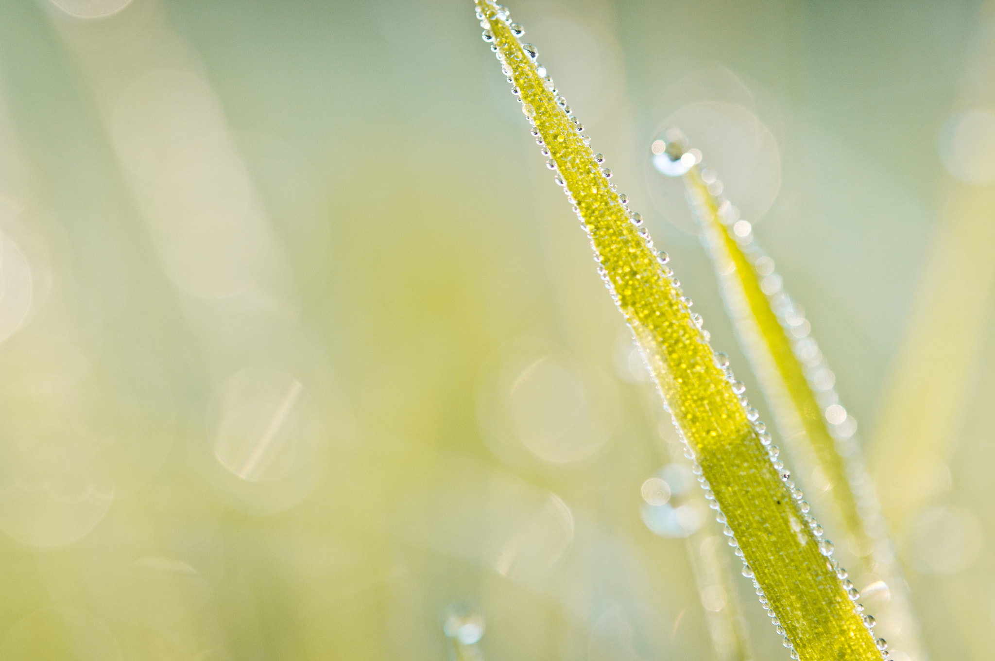 Nikon AF-S Micro-Nikkor 60mm F2.8G ED sample photo. Grass photography