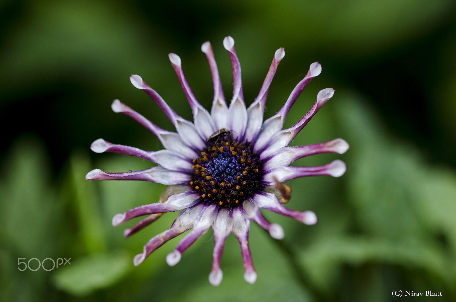 Sigma 150mm F2.8 EX DG Macro HSM sample photo. Flower photography