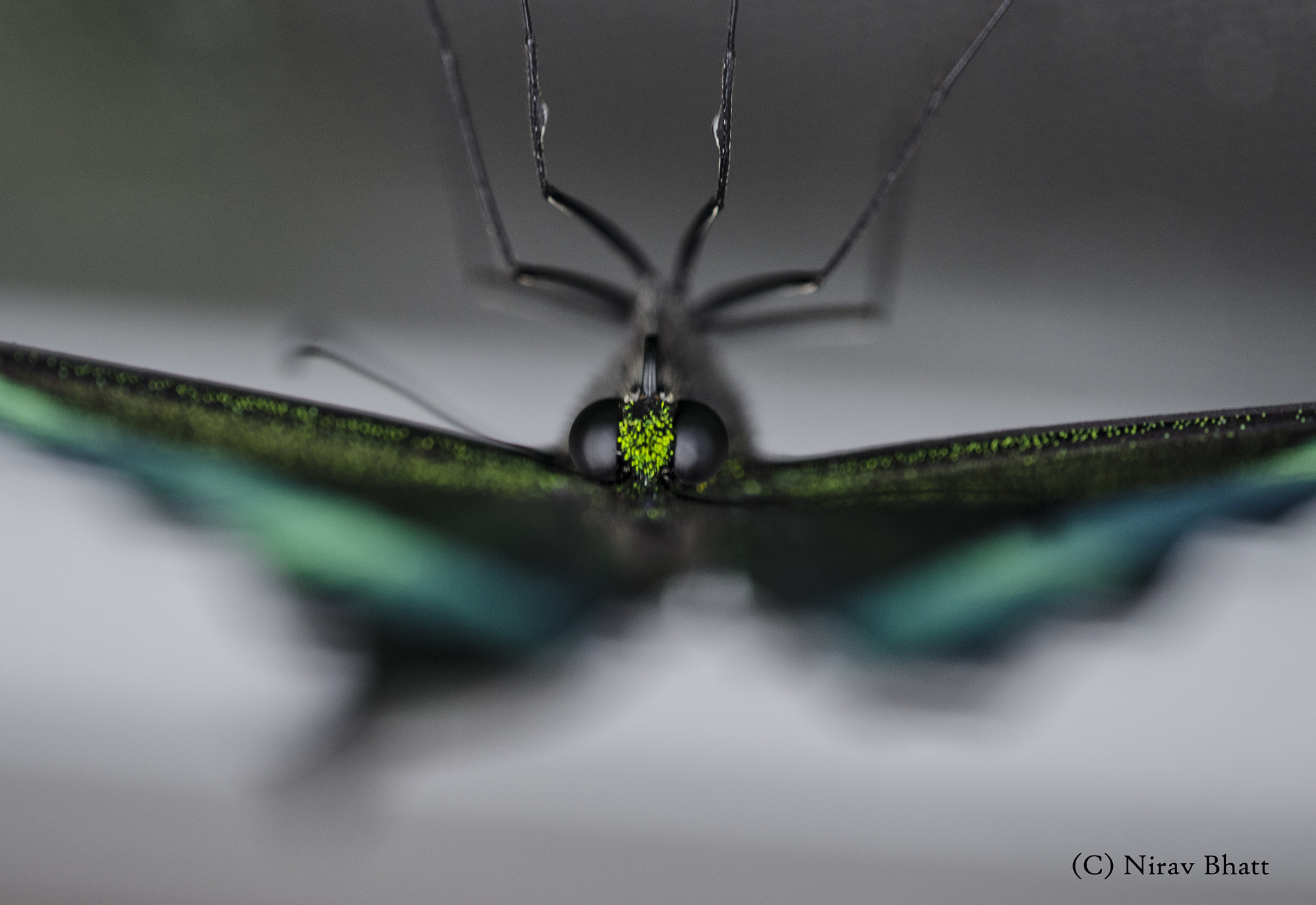 Sigma 150mm F2.8 EX DG Macro HSM sample photo. I can see you photography