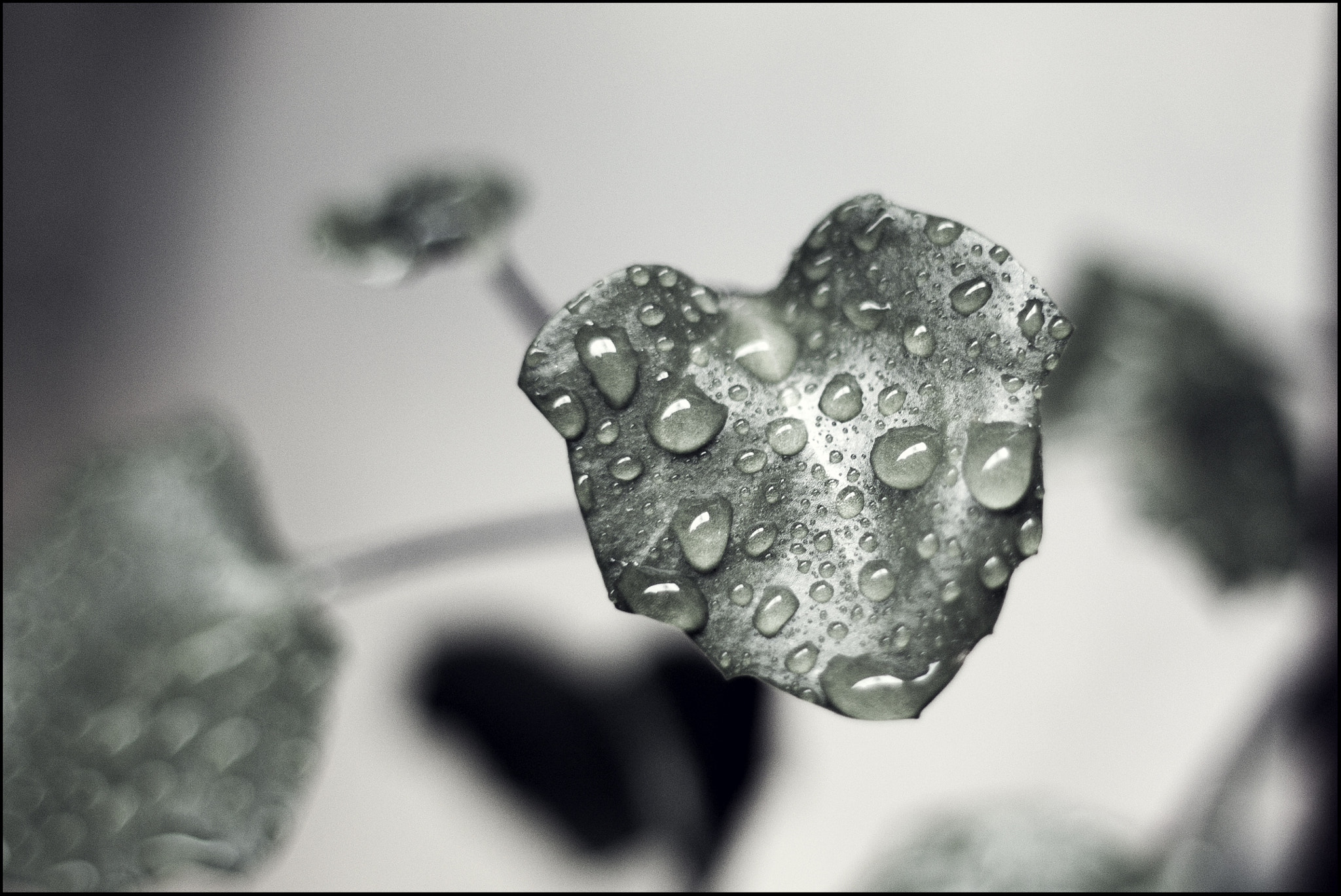 Canon EF 28mm F1.8 USM sample photo. Silver photography