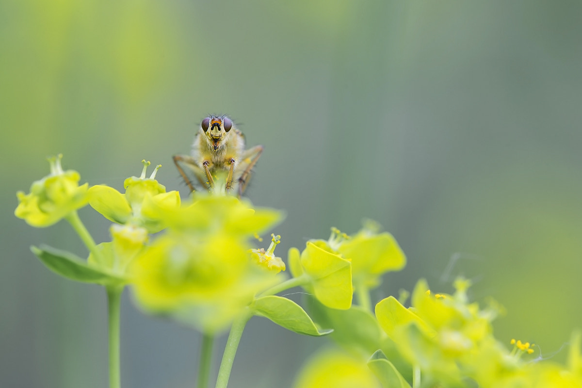 Sony a99 II + Tamron SP AF 180mm F3.5 Di LD (IF) Macro sample photo