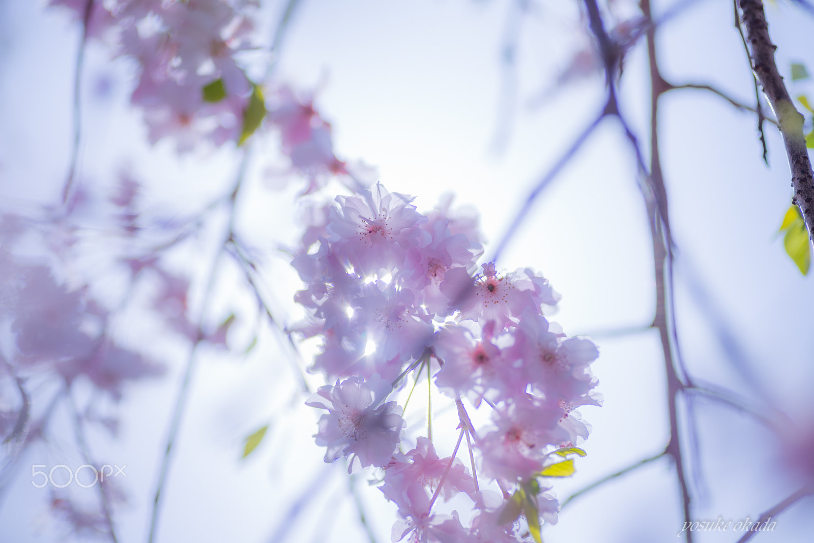 Nikon D600 sample photo. Sakura photography