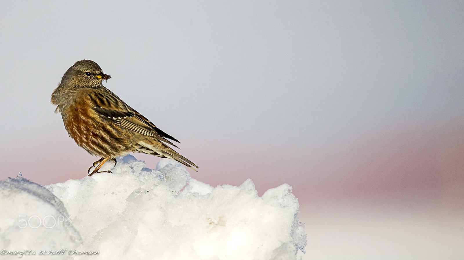 Tamron SP 150-600mm F5-6.3 Di VC USD sample photo. Alpine accentor... photography
