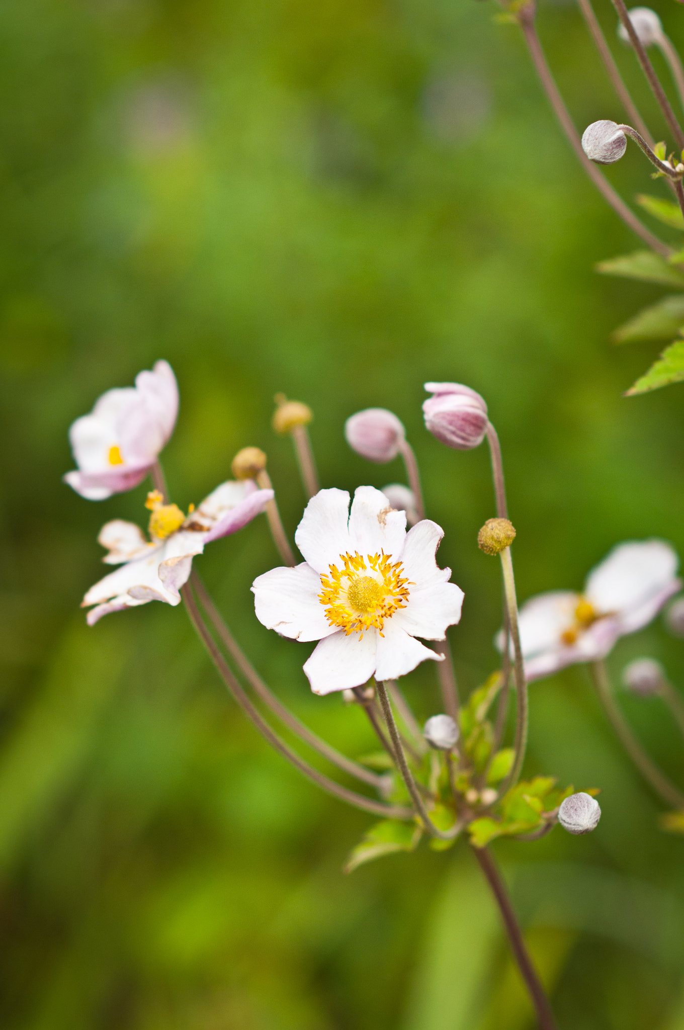 Nikon D300S + Nikon AF Nikkor 85mm F1.8D sample photo. Anemone flowers photography