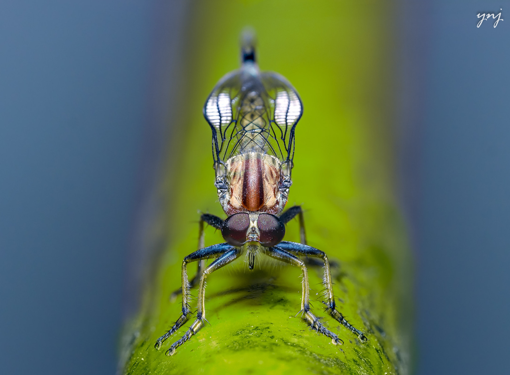 Sigma 70-300mm F4-5.6 APO DG Macro sample photo. Robberfly photography