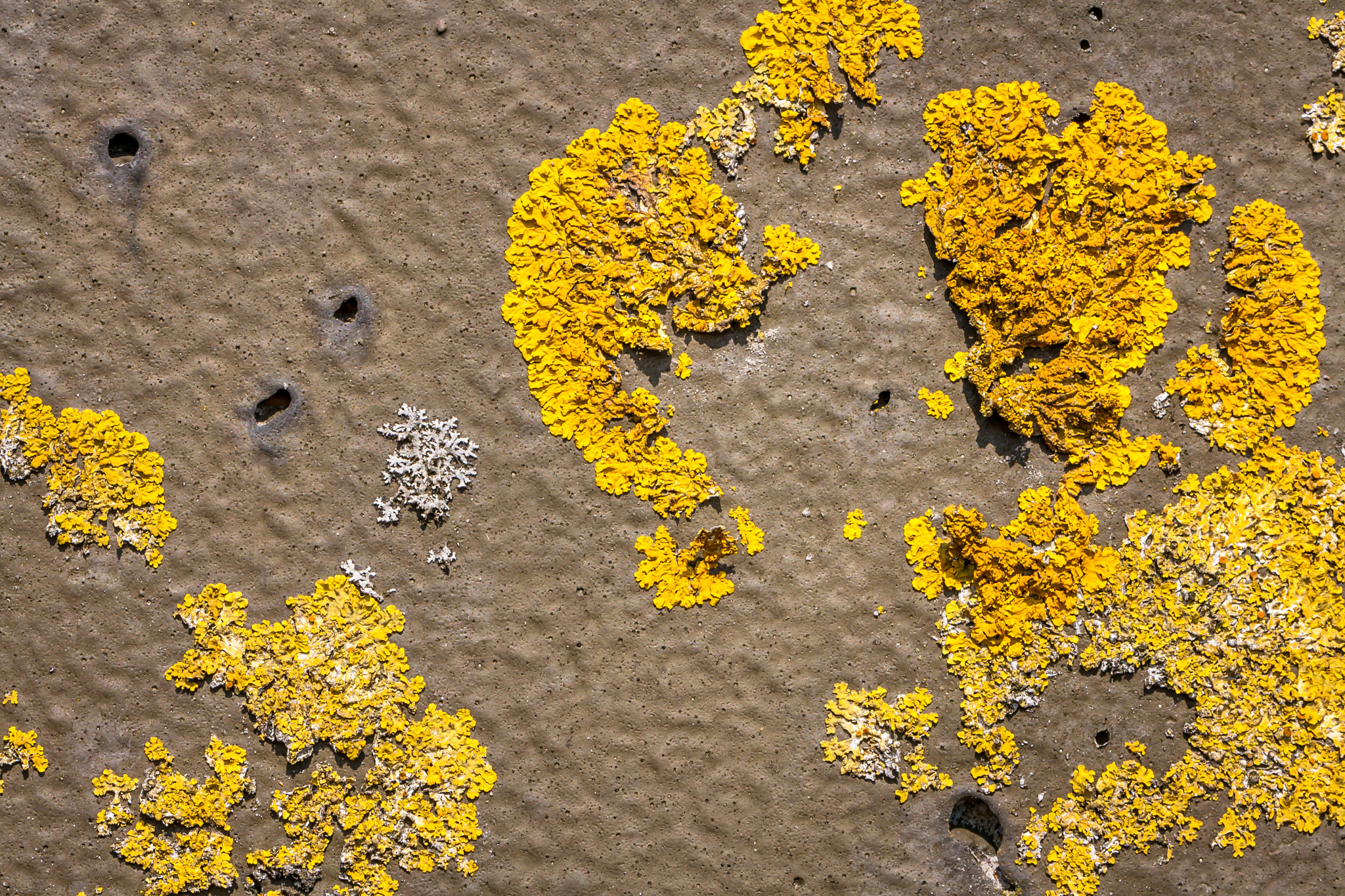 Canon EOS 1000D (EOS Digital Rebel XS / EOS Kiss F) sample photo. "lichen in the sun..." photography