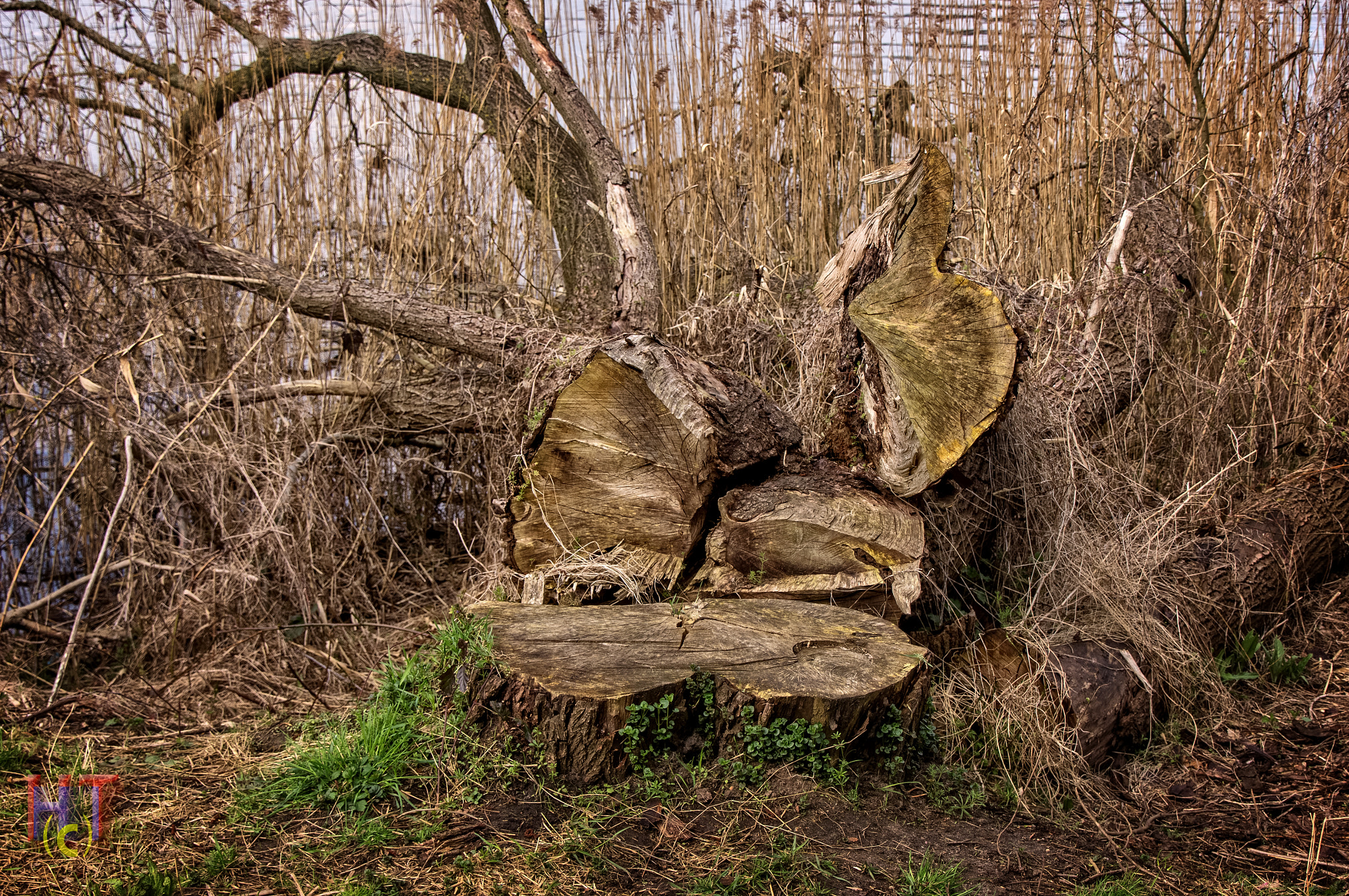 Tamron 18-270mm F3.5-6.3 Di II PZD sample photo. Old trees photography