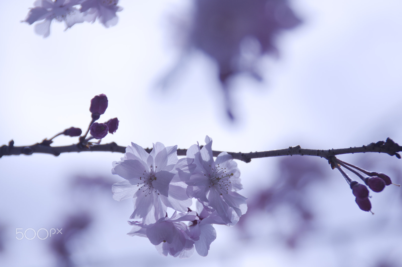 Pentax K-3 II sample photo. Leveler photography