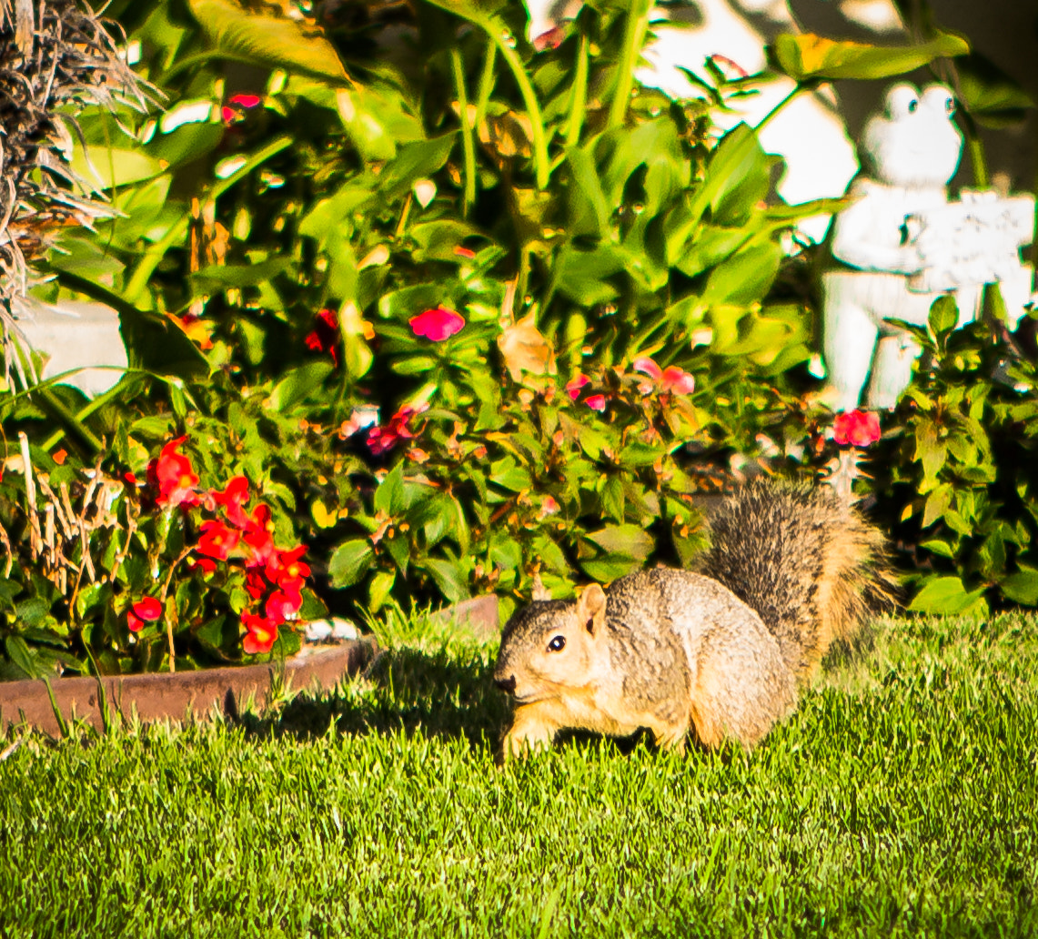 Canon EF 24-70mm F2.8L USM sample photo. Squirrel looking at me photography