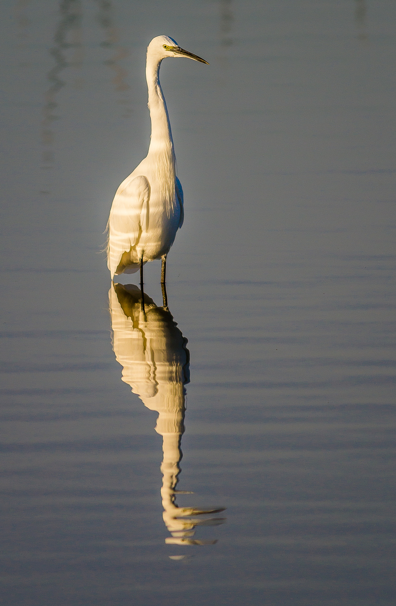 Canon EOS 1200D (EOS Rebel T5 / EOS Kiss X70 / EOS Hi) + Canon EF 400mm F5.6L USM sample photo. Little egret at sunrise photography