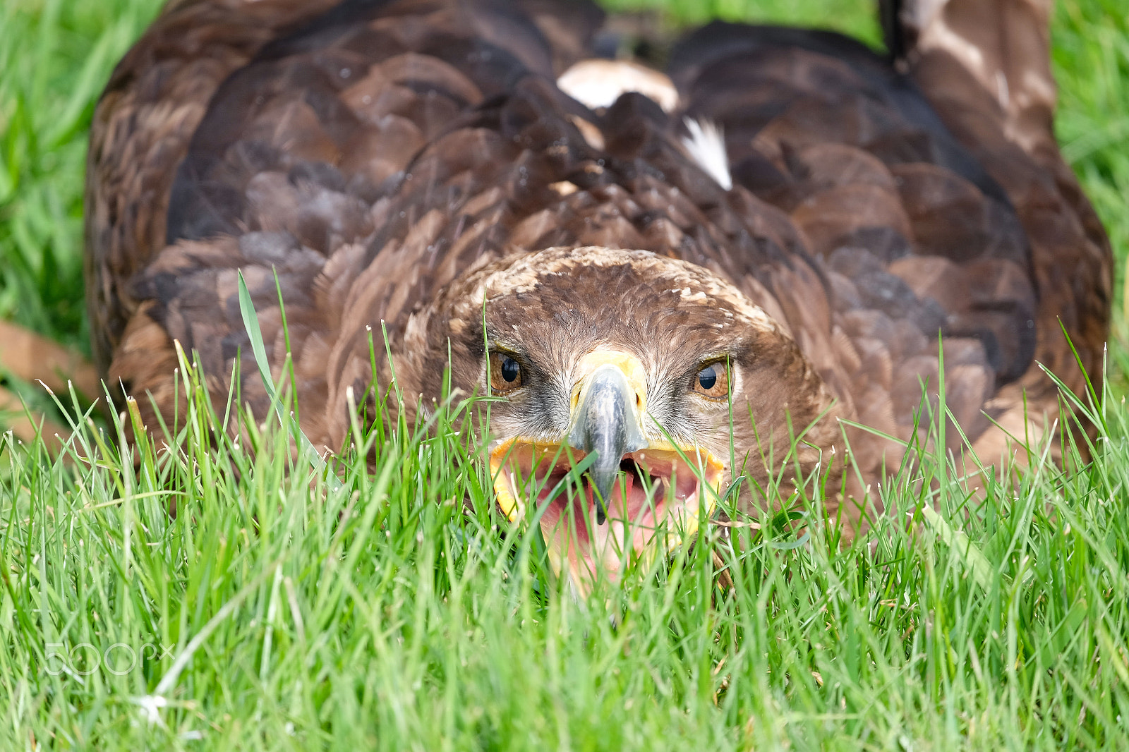 Fujifilm X-M1 + Fujifilm XC 50-230mm F4.5-6.7 OIS sample photo. Eagle in the grass photography