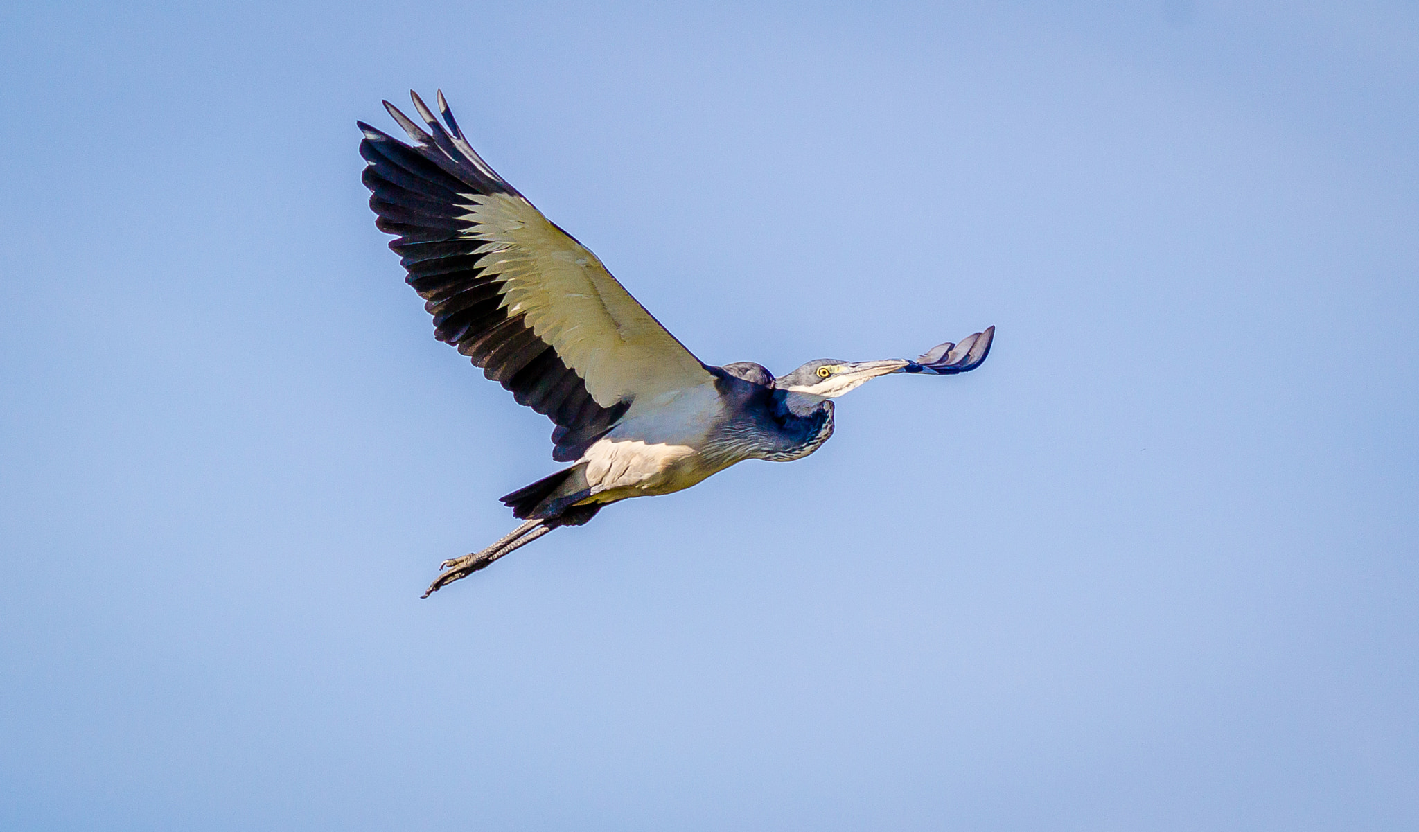 Canon EOS 1200D (EOS Rebel T5 / EOS Kiss X70 / EOS Hi) + Canon EF 400mm F5.6L USM sample photo. Black headed heron in flight photography