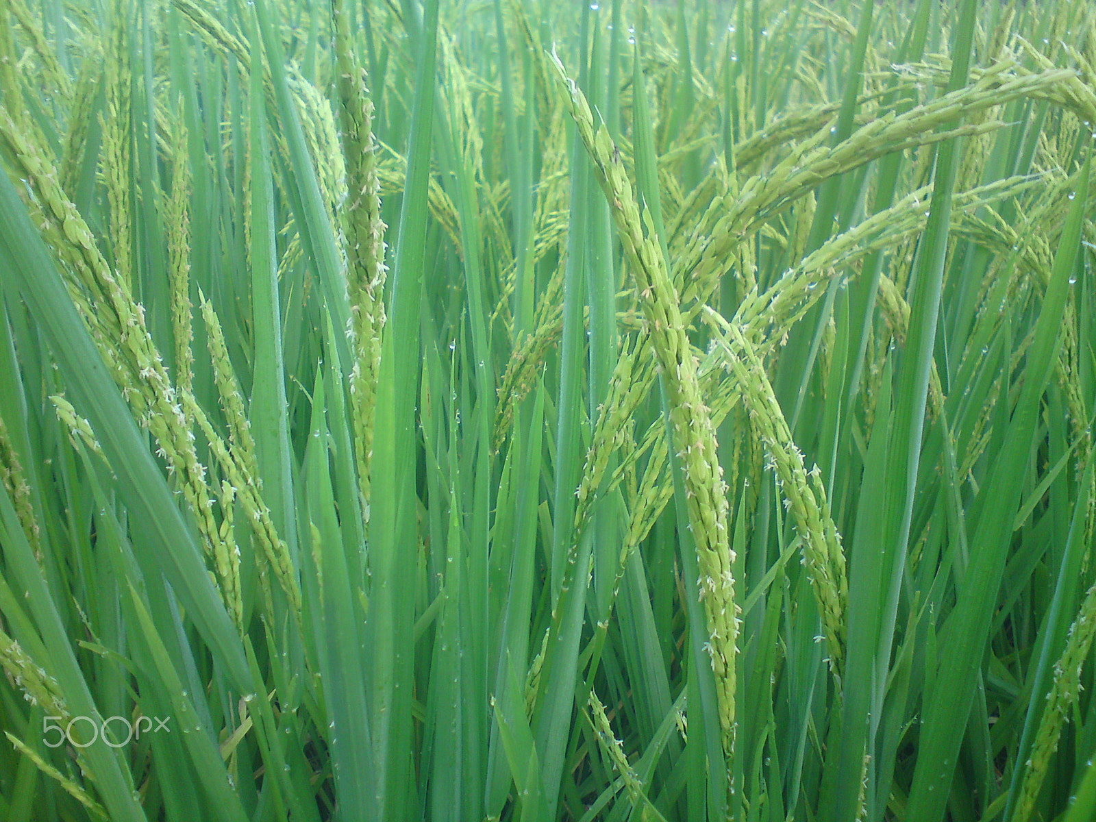 Sony Ericsson W995 sample photo. 我的家乡石灰坝 photography