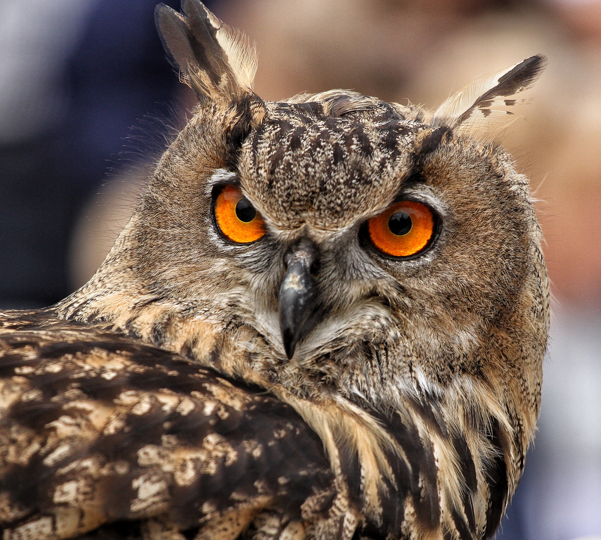 Canon EOS 7D + Canon EF 70-200mm F4L USM sample photo. Uil/owl photography