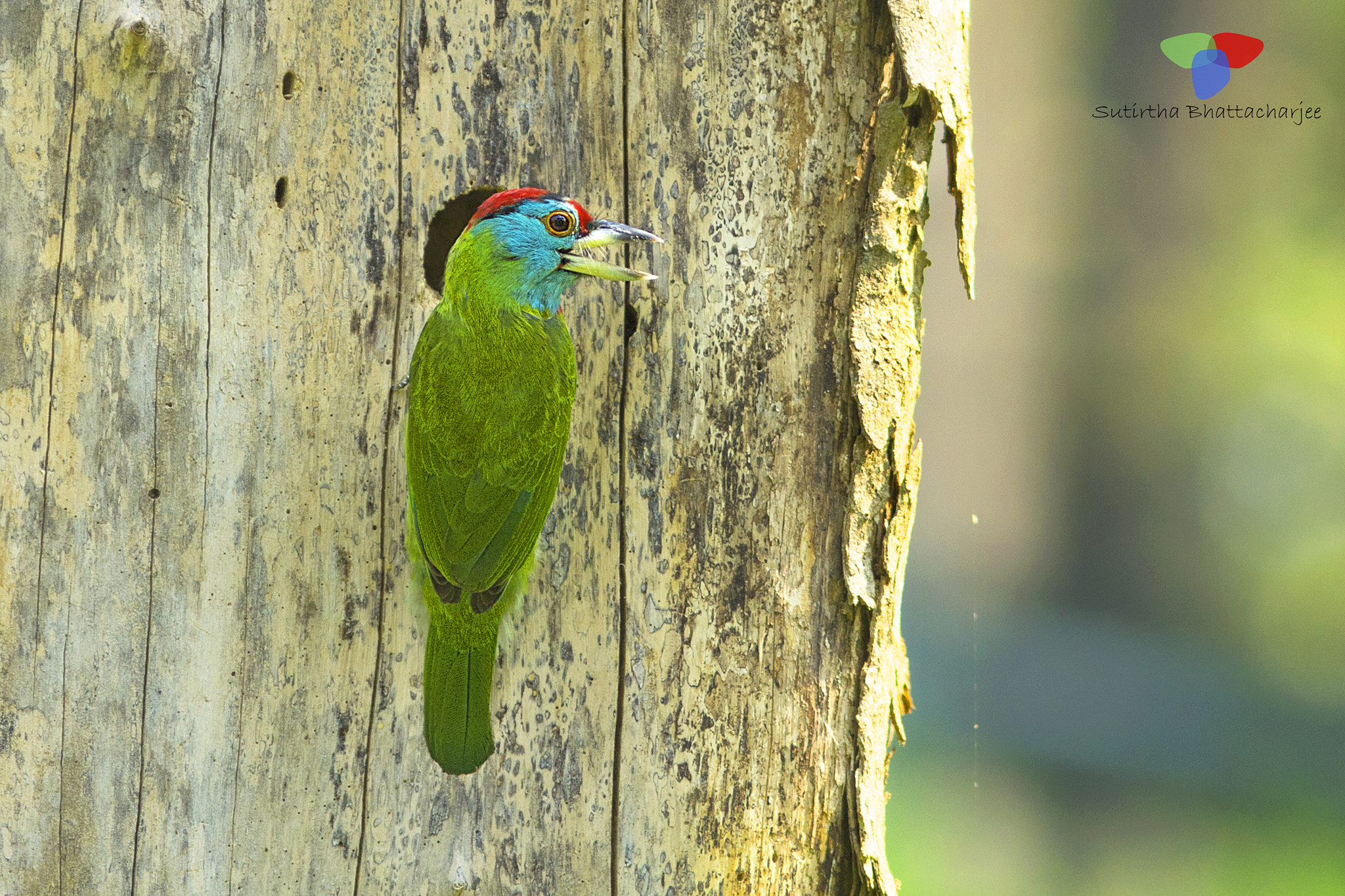 Canon EOS 60D + Canon EF 300mm F4L IS USM sample photo. Id-blue throated barbet photography