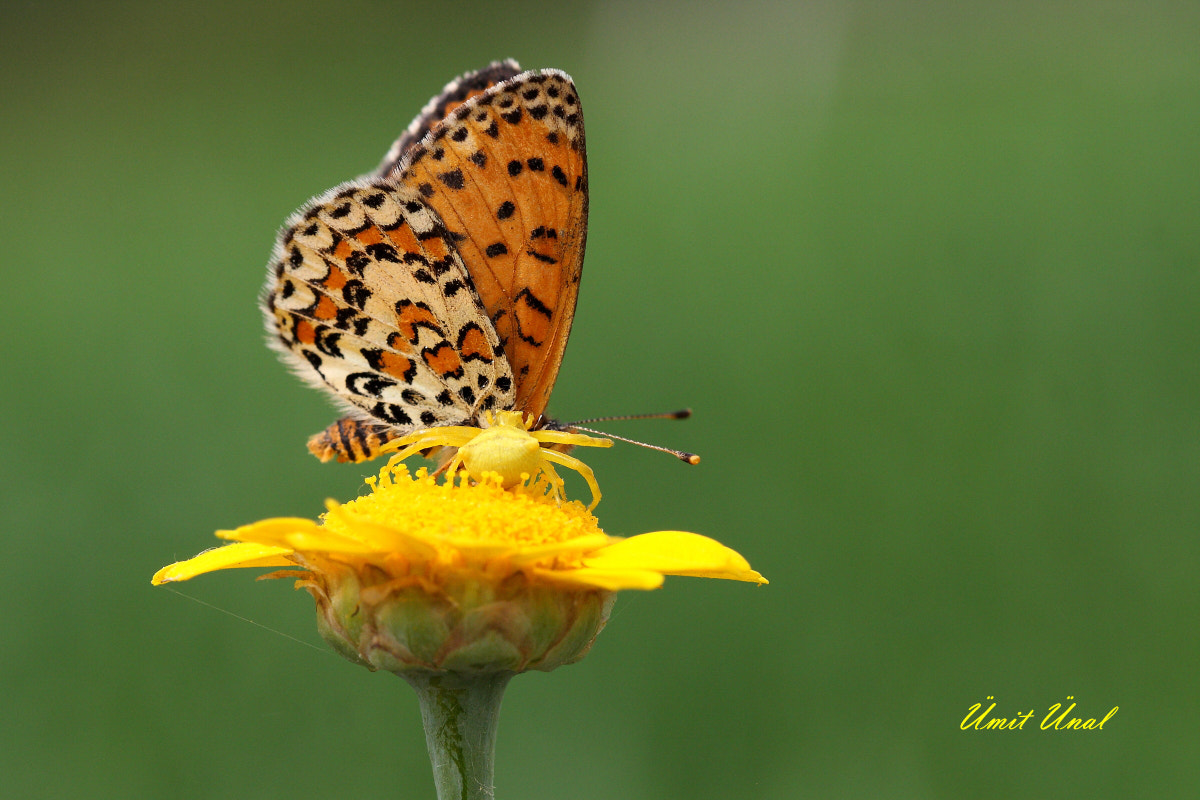 Canon EOS 40D + Canon EF 100mm F2.8 Macro USM sample photo. Food web photography