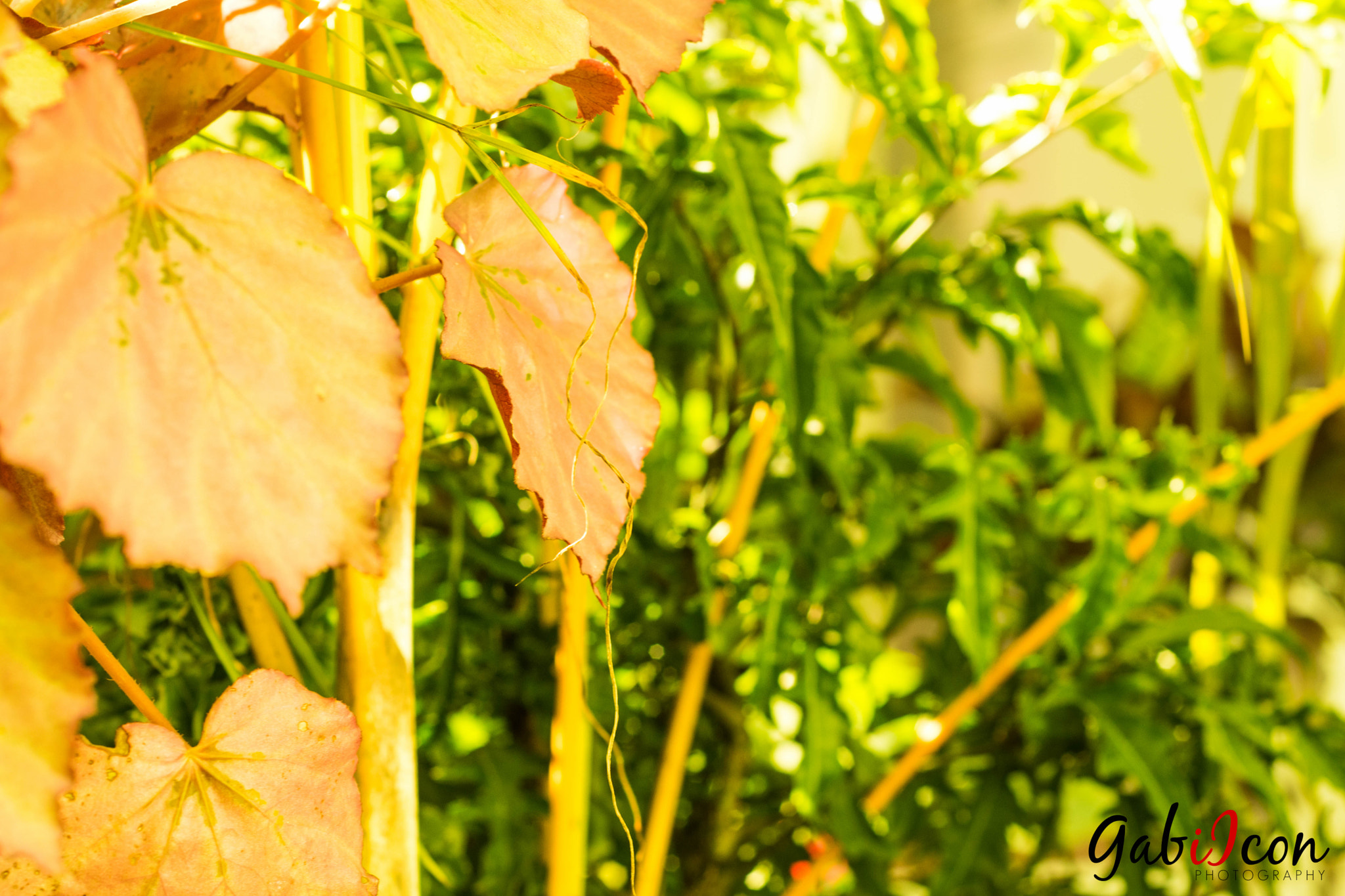 Nikon D5500 + Nikon AF Nikkor 50mm F1.8D sample photo. Wattala photography