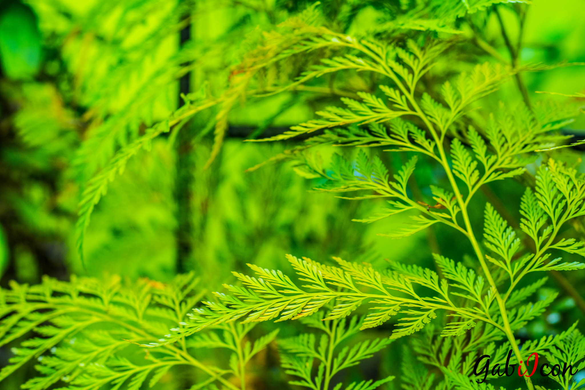 Nikon D5500 + Nikon AF Nikkor 50mm F1.8D sample photo. Wattala photography