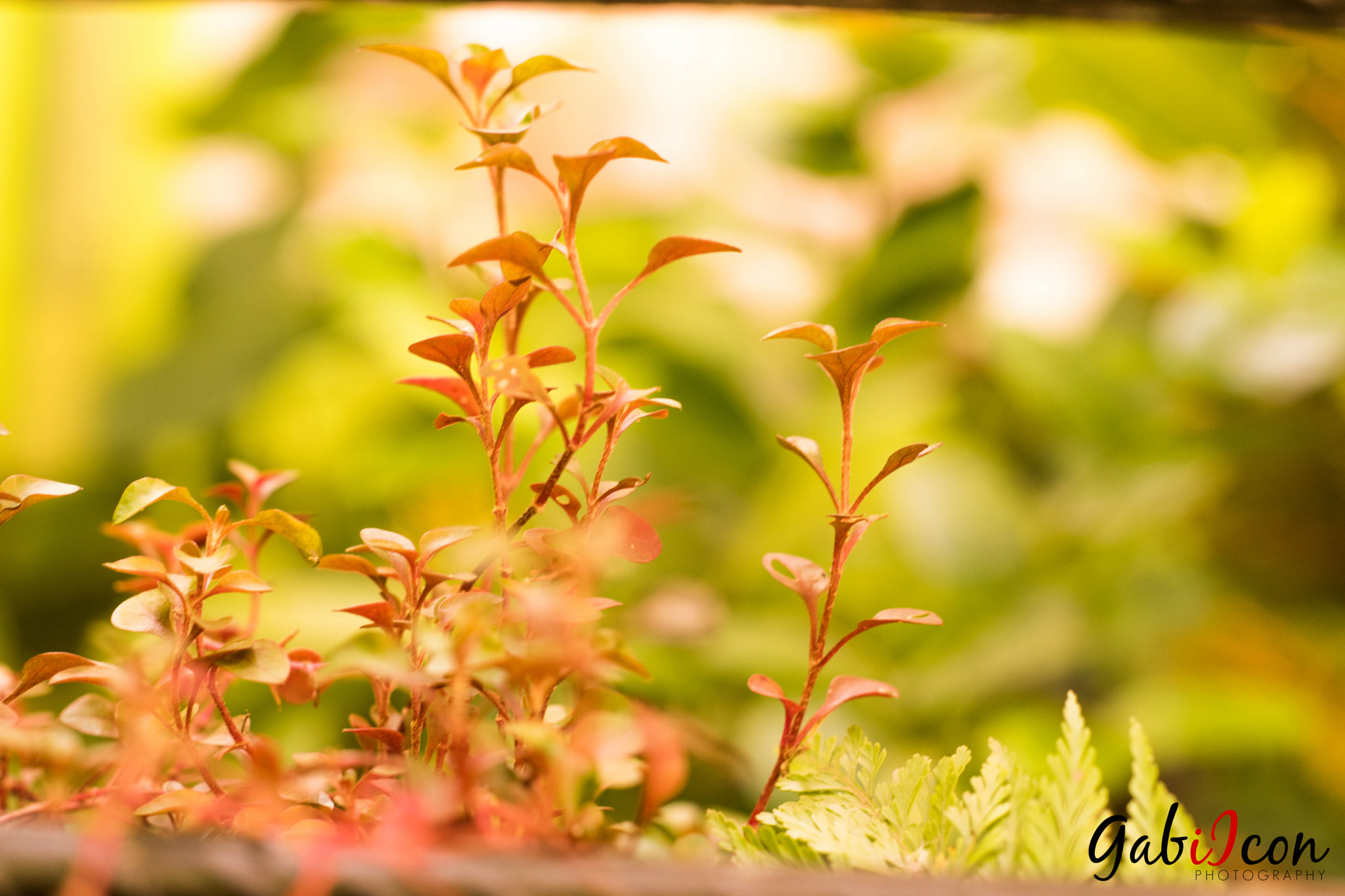Nikon D5500 + Nikon AF Nikkor 50mm F1.8D sample photo. Gabiicon sl photography