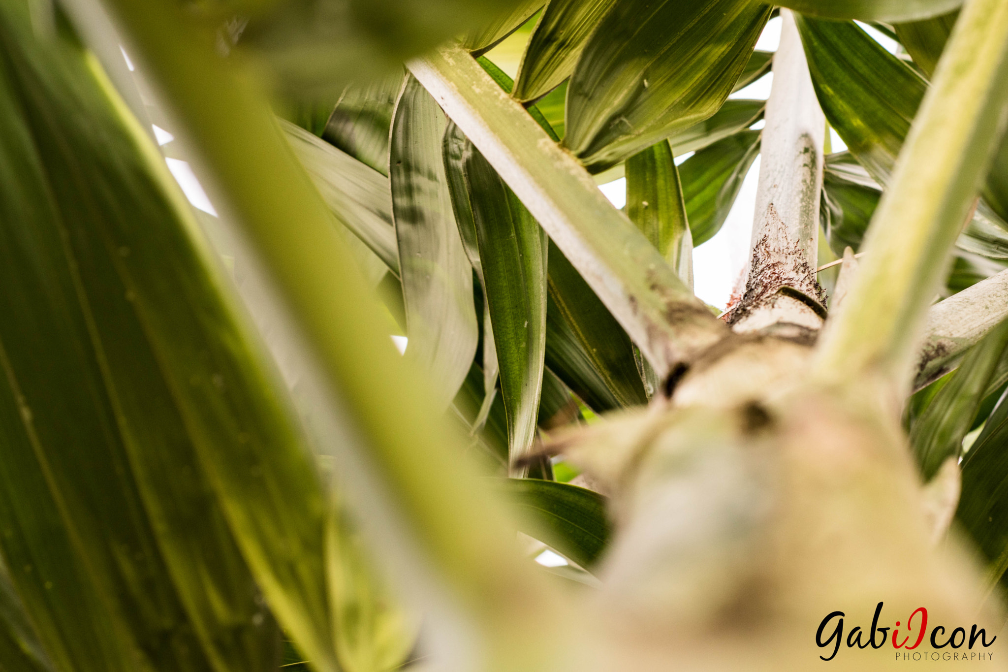 Nikon D5500 + Nikon AF Nikkor 50mm F1.8D sample photo. Gabiicon sl photography