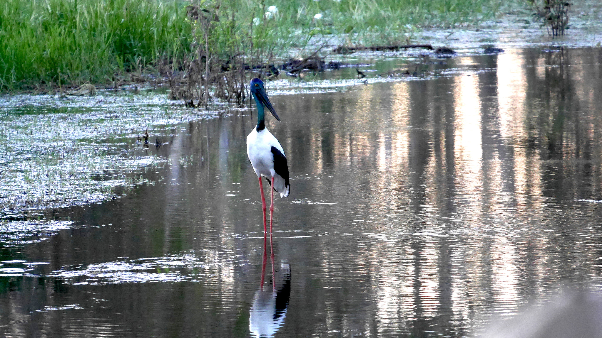 Panasonic Lumix DMC-GX7 sample photo. Jabiru photography