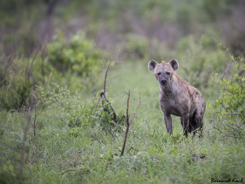Canon EF 200-400mm F4L IS USM Extender 1.4x sample photo. Spotted curiosity photography