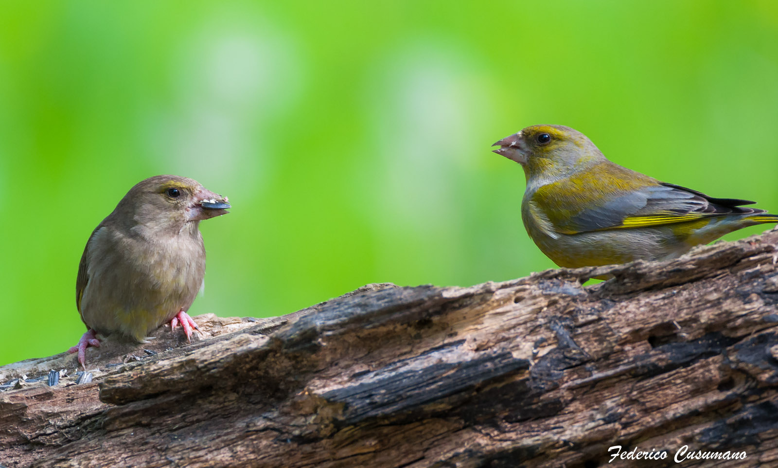 Sigma 150-600mm F5-6.3 DG OS HSM | C sample photo. What are you eating? photography