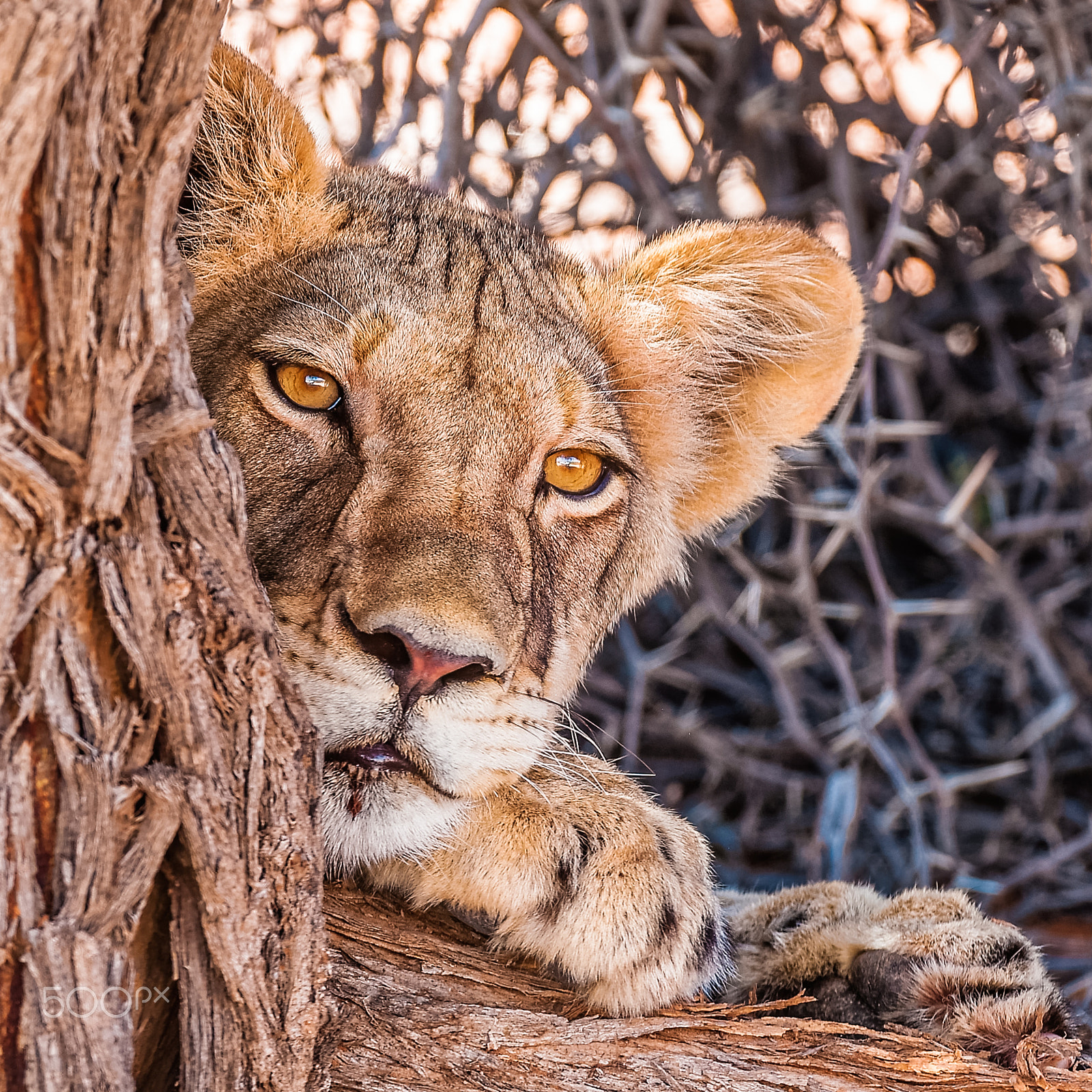 Nikon AF-S Nikkor 200-400mm F4G ED-IF VR sample photo. Young kgalagadi lion photography
