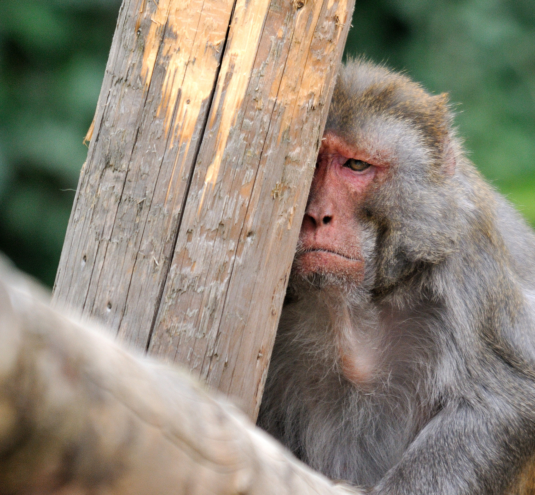Sigma 150-500mm F5-6.3 DG OS HSM sample photo. Sad monkey photography