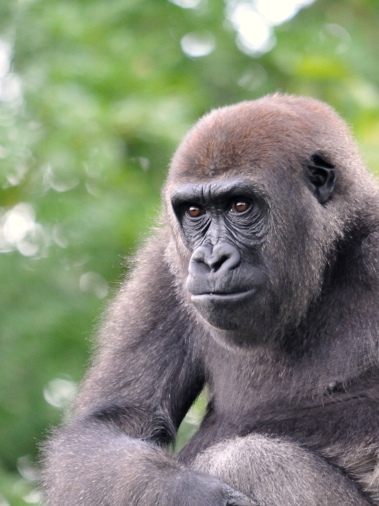 Sigma 150-500mm F5-6.3 DG OS HSM sample photo. Gorilla photography