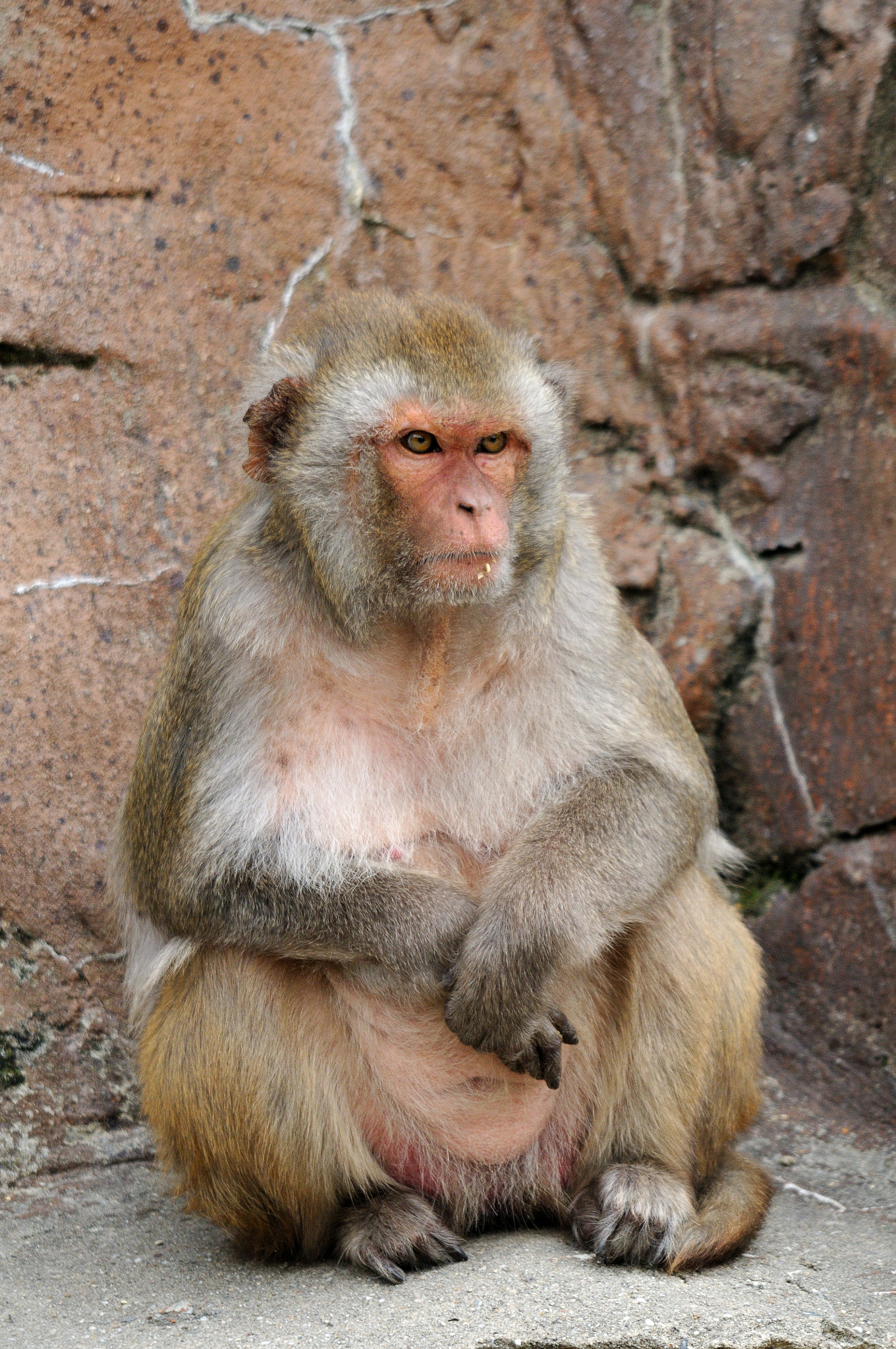 Sigma 150-500mm F5-6.3 DG OS HSM sample photo. Monkey photography