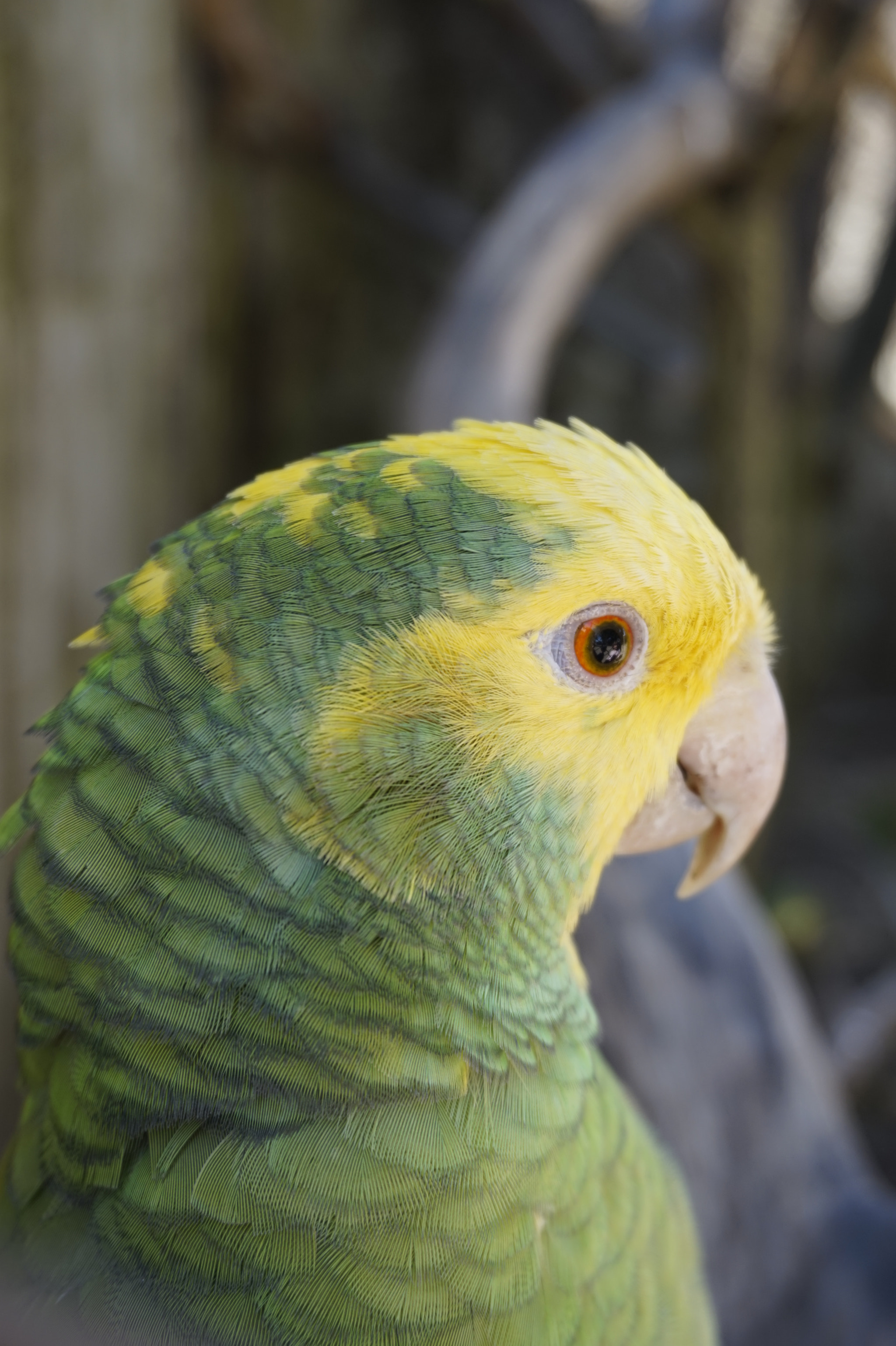 Sony E 16-50mm F3.5-5.6 PZ OSS sample photo. Domaine des fauves photography