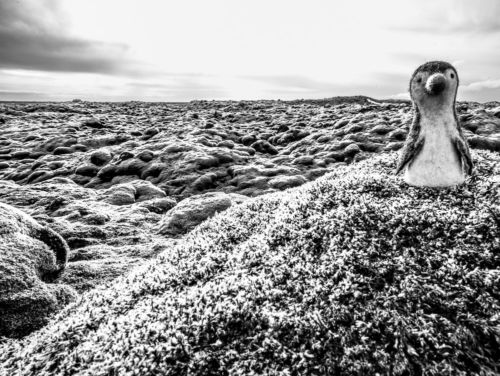 Leica Tri-Elmar-M 16-18-21mm F4 ASPH sample photo. Puffin on the moon photography