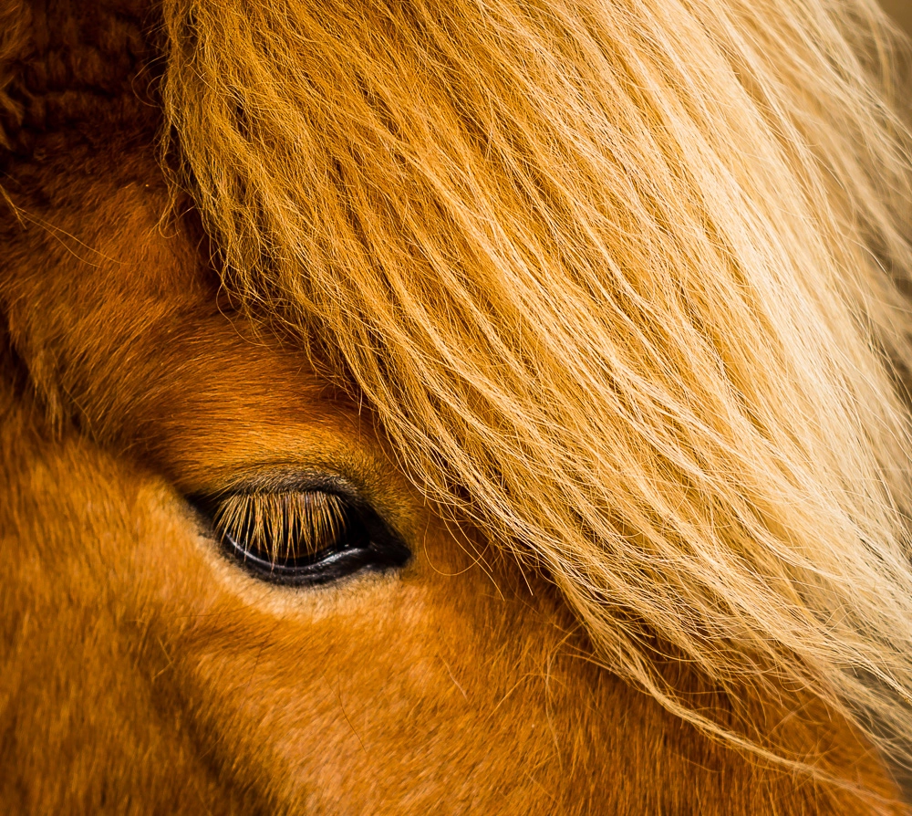 Leica APO-Summicron-M 75mm F2 ASPH sample photo. Icelandic horse photography