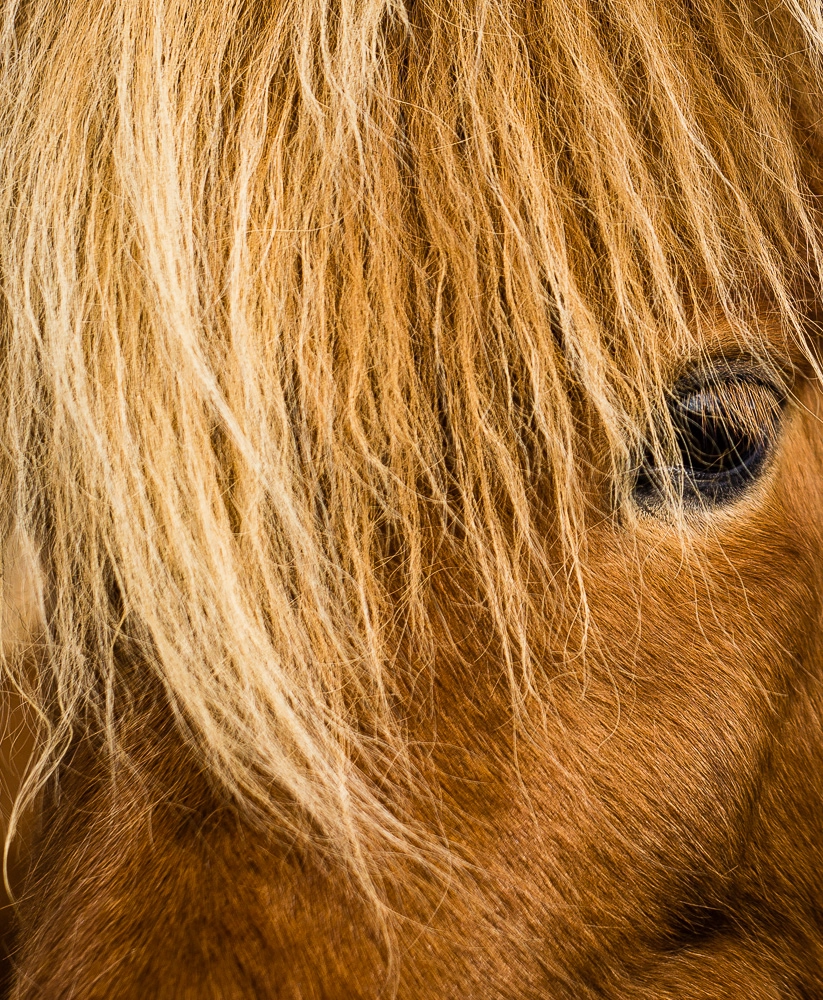 Leica APO-Summicron-M 75mm F2 ASPH sample photo. Icelandic horse 2 photography