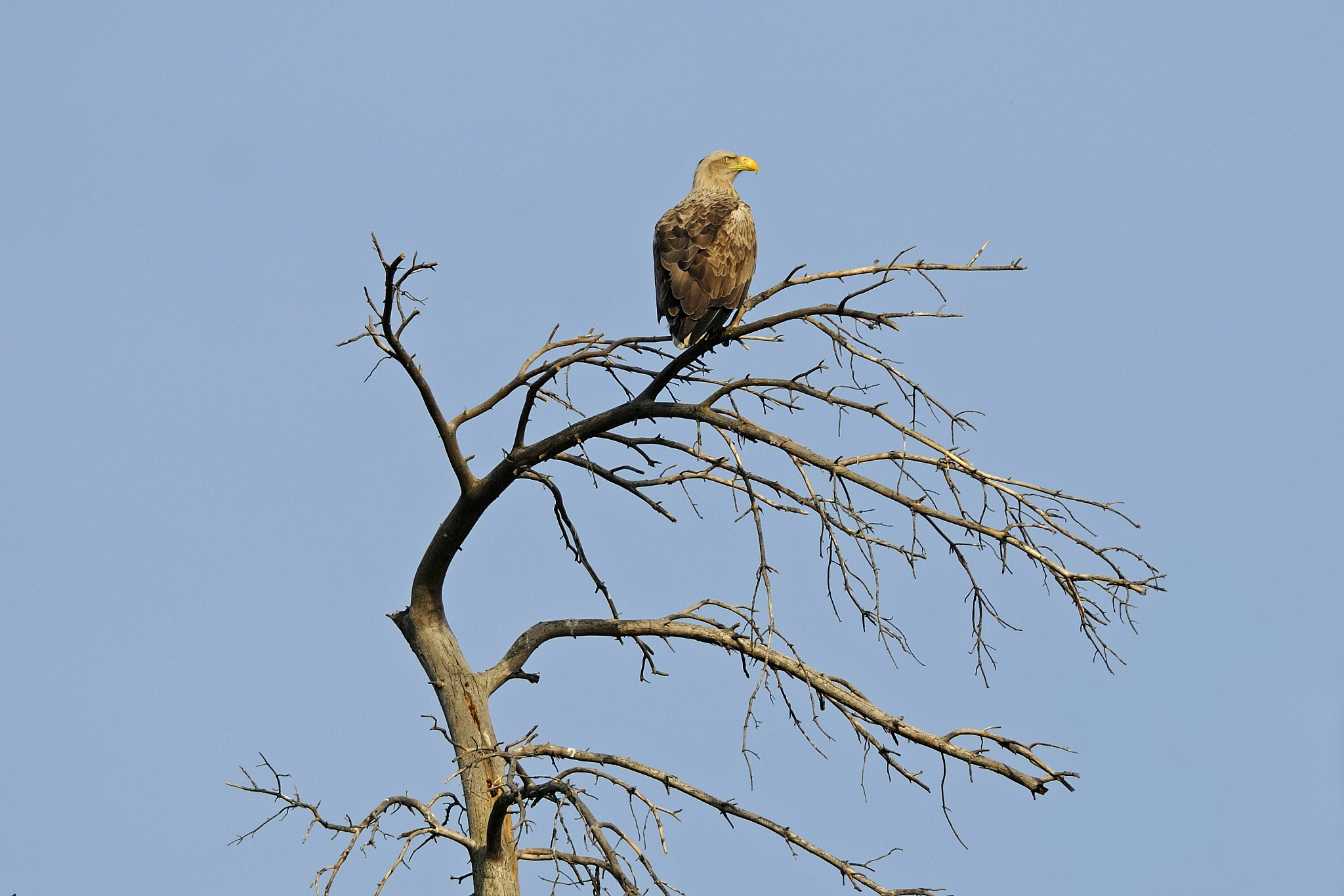 Nikon D300S + Nikon AF-S Nikkor 300mm F4D ED-IF sample photo. At the post photography