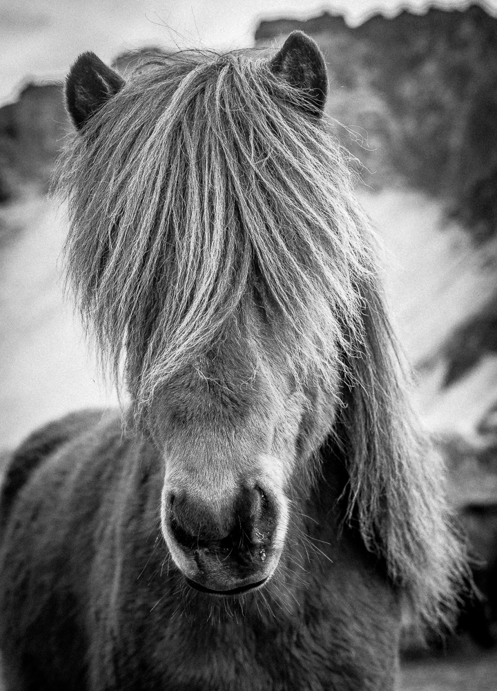 Leica APO-Summicron-M 75mm F2 ASPH sample photo. Icelandic horse 3 photography