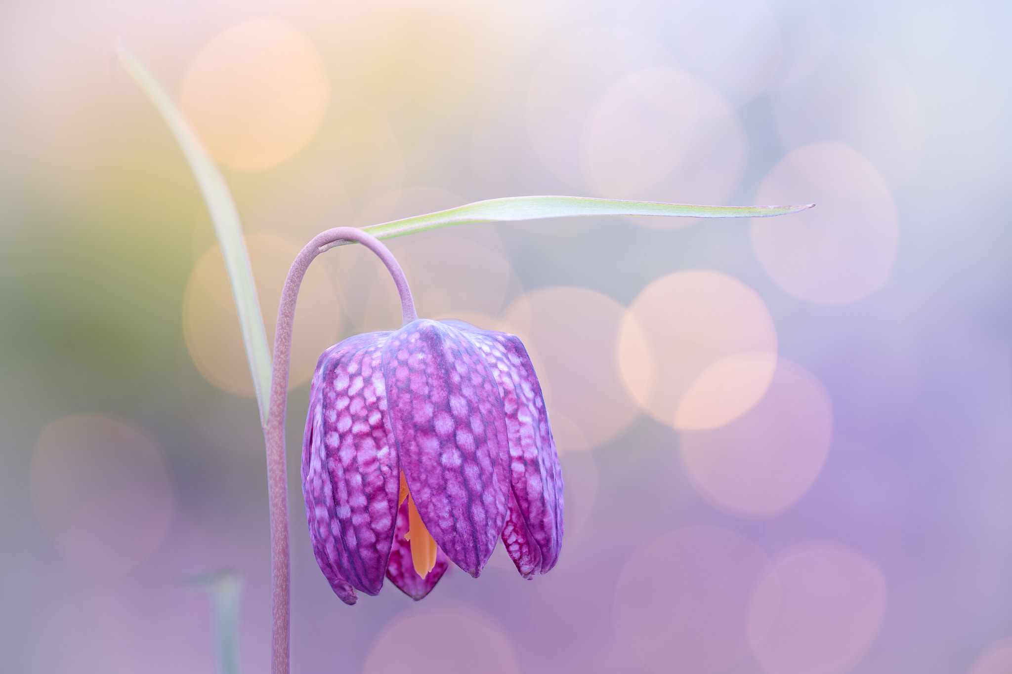 100mm F2.8 G SSM OSS sample photo. Sparkling spring photography