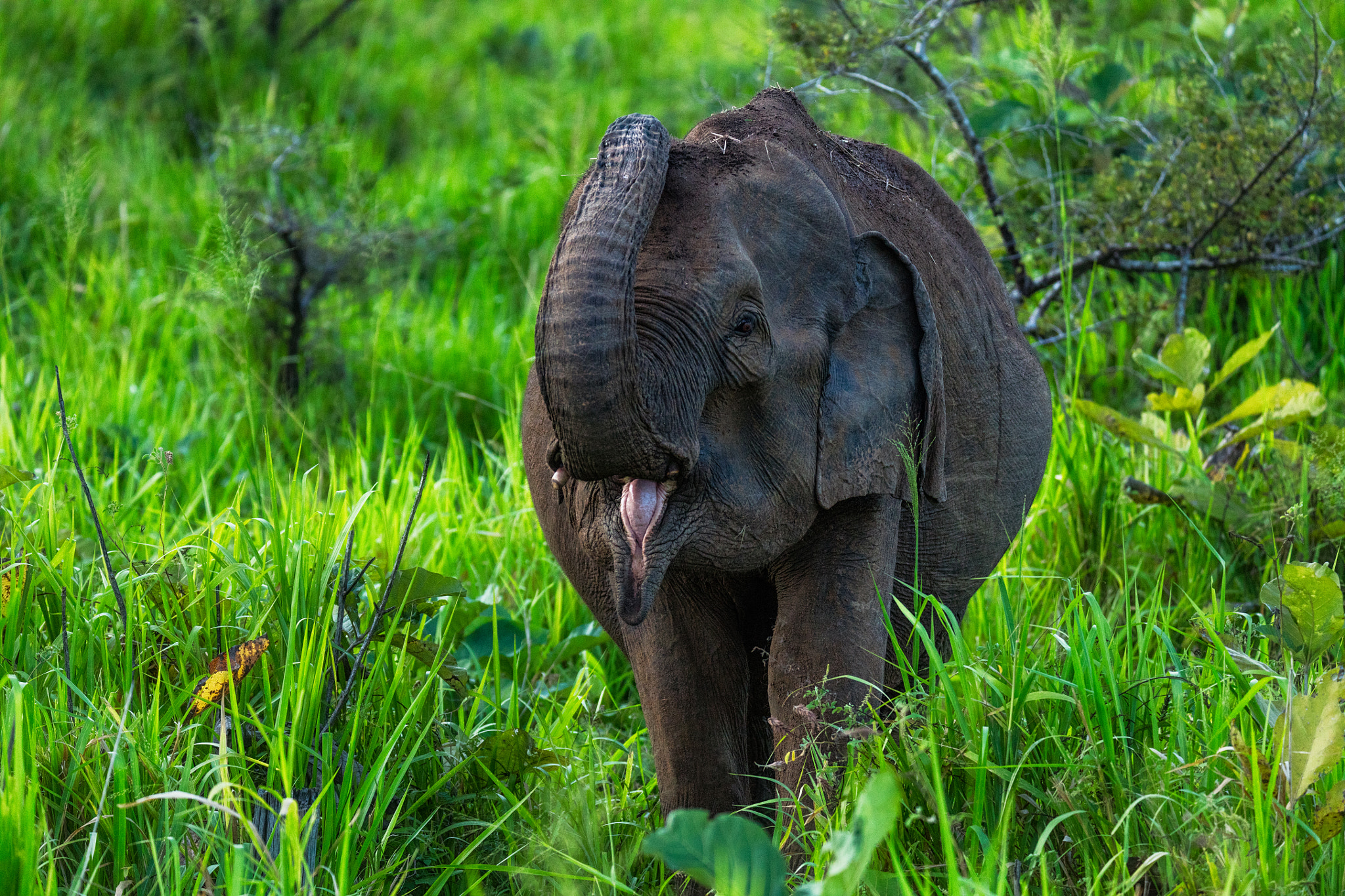 Tamron SP 150-600mm F5-6.3 Di VC USD sample photo. Elephant photography