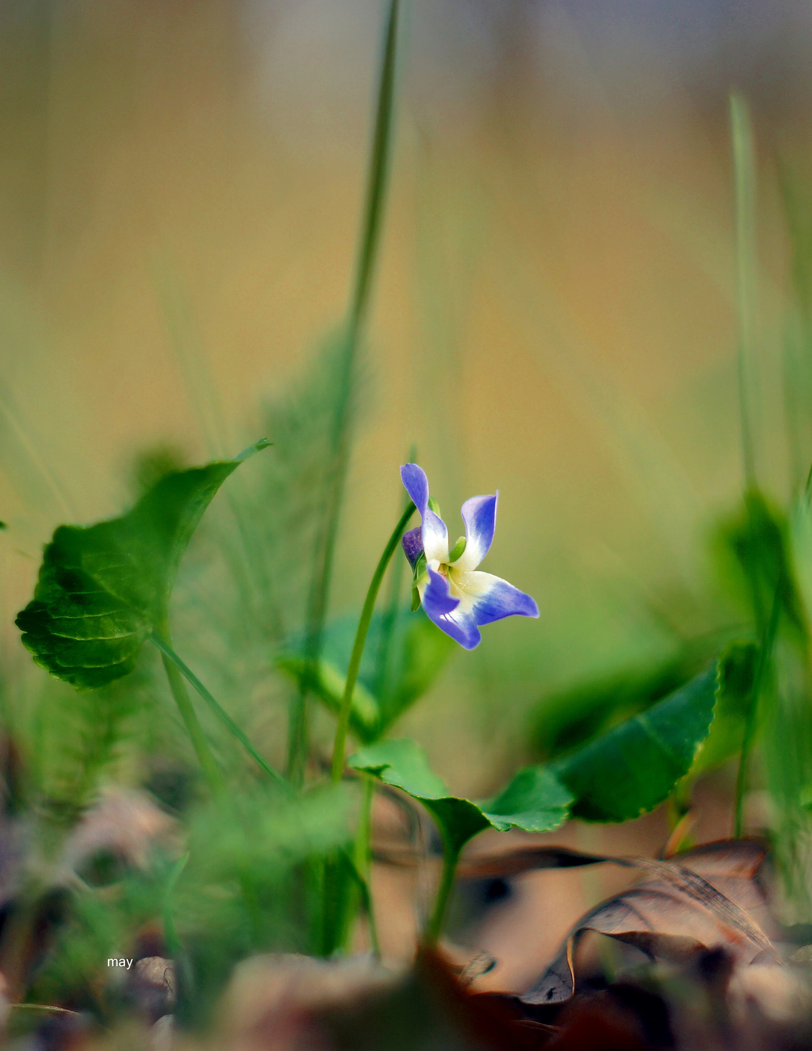 Sony SLT-A65 (SLT-A65V) + Minolta AF 50mm F1.7 sample photo. голубоглазая весна.. photography