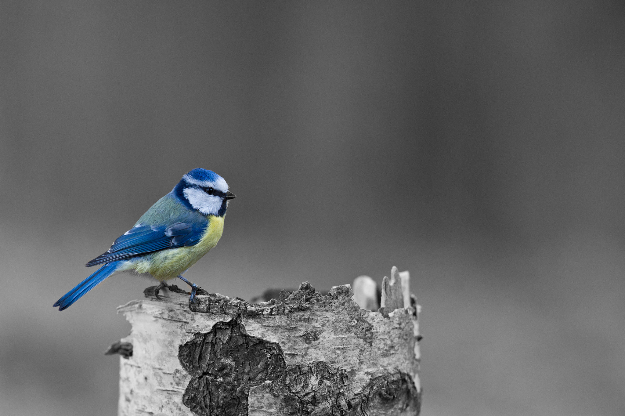 AF-S Nikkor 300mm f/2.8D IF-ED II sample photo. Blue bird photography