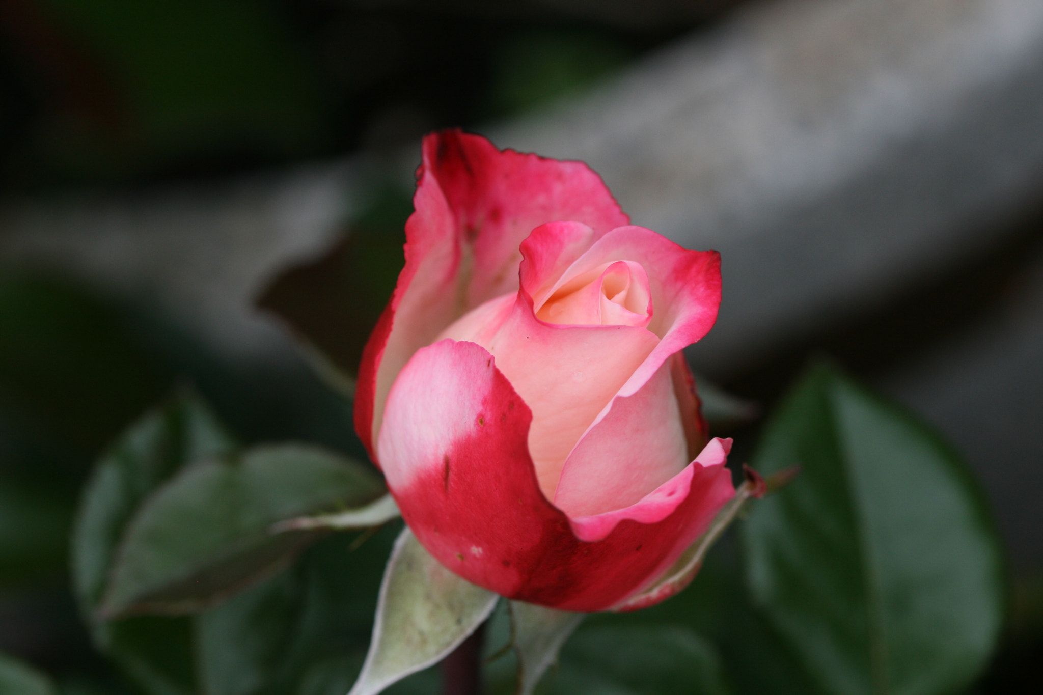 Canon EF 100mm F2.8 Macro USM sample photo